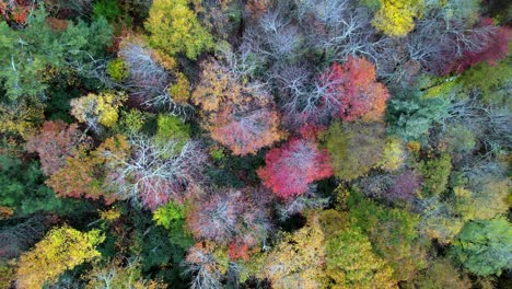 treetops-in-fall-aerial-pullout,-blue-ridge-mountains-near-boone-and-blowing-rock-nc,-north-carolina