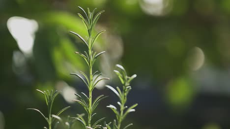 Rosemary-Isolated-Green-plant-with-blurry-background-in-nature