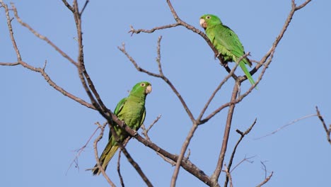Two-white-eyed-parakeets