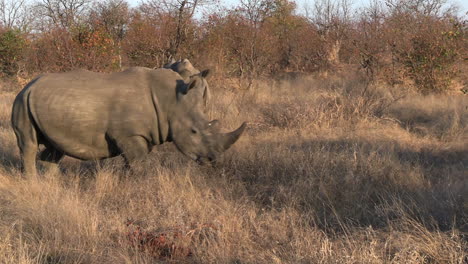 Rinoceronte-Blanco-En-El-Desierto-Soleado-De-África-De-Cerca