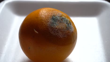 Nahaufnahme-Eines-Winzigen-Wurms,-Der-über-Die-Oberfläche-Einer-Faulen-Orange-Kriecht