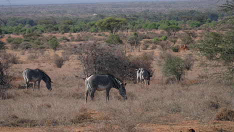 Zebras-in-a-Kenyan-national-park