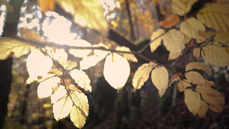 Sun-light-rays-shining-through-yellow-autumn-leaves-in-a-park,-close-up