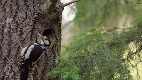 A-male-woodpecker-brings-food-for-its-ravenous-chick-waiting-in-the-nest