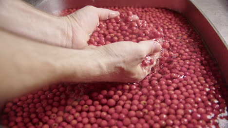 SLOW-MOTION-CLOSEUP,-hands-lift-washed-rowanberries-from-the-sink