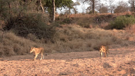 Lionesses-walking-slowly-on-a-sandy-riverbed-under-the-warm-African-sunset