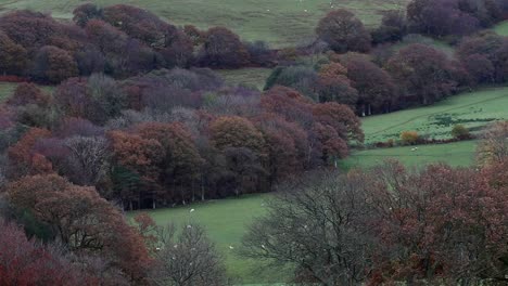 Woodland-and-field-of-grazing-sheep-amongst-hills