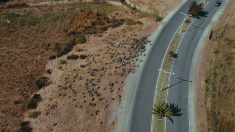 Topdown-View-Of-Goats-Herding-By-The-Asphalt-Country-Road-On-Summertime