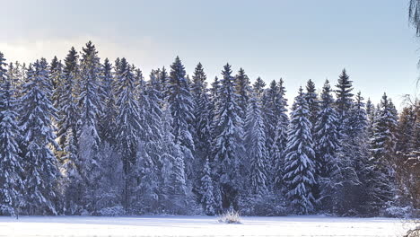 Winterlandschaft-Mit-Schneebedeckten-Kiefern-Bei-Tageslicht-Bis-Sonnenuntergang