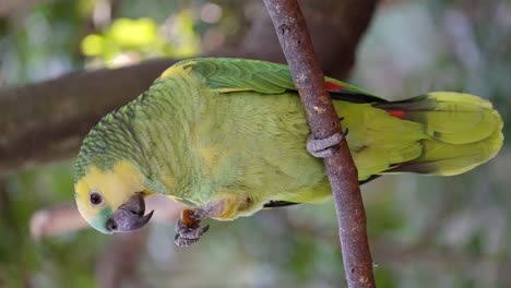 Pretty-Amazona-Aestiva-Parrot-eating-in-nature-and-perched-on-branch-of-tree,-close-up-shot