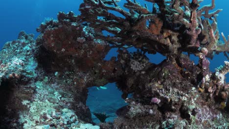 Ein-Taucherblick-Auf-Eine-Bunte-Korallenformation,-Die-Vom-Meeresboden-Aufsteigt,-Umgeben-Von-Tiefblauem-Ozeanwasser