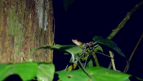 En-La-Noche-Oscura-Una-Pequeña-Rana-De-Hoja-Verde-Tropical-En-La-Jungla-De-Borneo