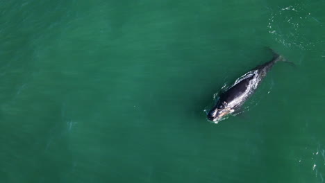 Southern-Right-Whale-calf