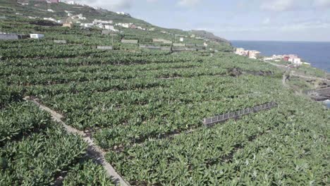 Banana-Plantation-With-Lush-Green-Banana-Trees-In-The-Island-Of-:La-Palma-In-Canary-Islands,-Spain
