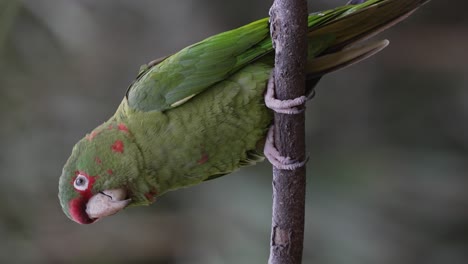 Funny-Aratinga-Mitrata-Parrot-perched-sideways-on-branch-in-nature-and-screaming---Close-up-shot