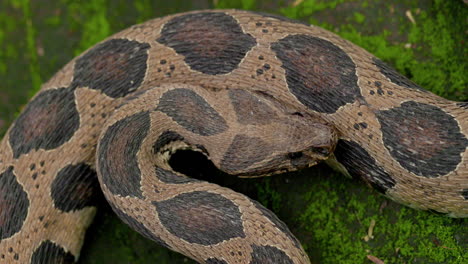 Striking-Attack-Top-view-of-Russell's-Viper-head-flicking-its-forked-tongue-highly-venomous-snake
