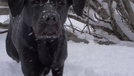 Nahaufnahme-Eines-Schwarzen-Labradors,-Der-Eine-Baumgrenze-Im-Schnee-Erkundet