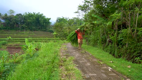 Indonesian-farmer-carrying-bunch-of-grass-in-village-of-Windusari,-Indonesia