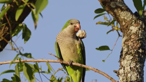 Wildlife-macro-shot-capturing-a-front-facing-graceful-monk-parakeet,-myiopsitta-monachus-eating-a-piece-of-bread-on-a-tree-branch-with-joyful-facial-expression-during-the-day