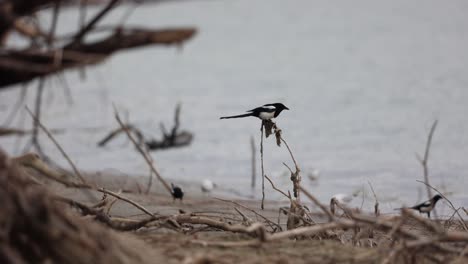 Eurasischer-Elstervogel,-Der-Auf-Trockenen-Ästen-Entlang-Des-Flussufers-Hockt