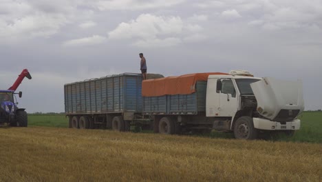 A-tractor-approaches-a-truck-and-transfers-wheat-from-a-grain-wagon-onto-a-trailer-for-further-transportation