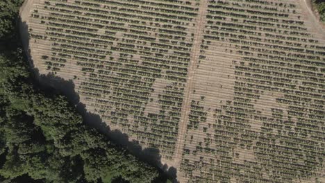 Vertical-aerial-flyover-of-grape-vine-vineyard-in-French-Pyrenees