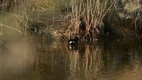 Moorhen-wandering-around-the-wild-bushes-at-the-lake-in-early-morning
