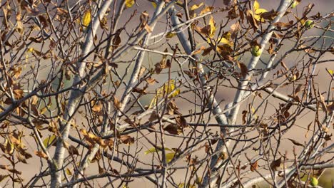 Walnut-Tree-In-Autumn---close-up