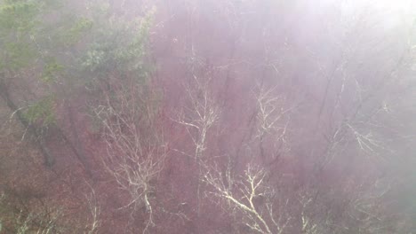 Luftabzug-über-Nebel-Und-Nebelverhältnisse-In-Waldwipfeln