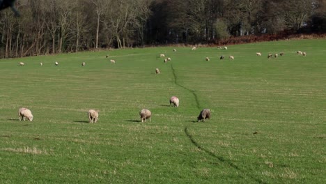 Flock-of-sheep-grazing-in-field