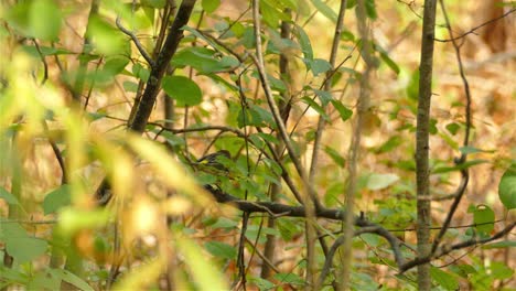 Still-shot-small-bird-playful-on-branches-through-dense-and-vibrant-foliage