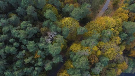 AERIAL-Static-Top-Down-Shot-of-a-Forest-Path-with-Vibrant-Autumn-Colors-in-Vilnius,-Lithuania