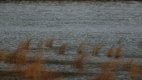 Teichwasseroberfläche-Im-Wind-Mit-Gelbem-Gras