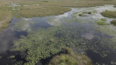 Plant-tannins-darken-swamp-water-in-the-Florida-everglades,-aerial