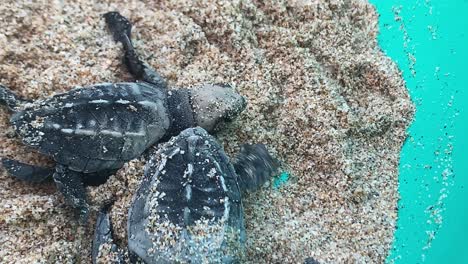 Extreme-Nahaufnahme-Auf-Zwei-Baby-Lederschildkröten-In-Einem-Topf-Mit-Sand