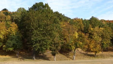 Vibrantly-Colored-Trees-In-A-Forest-In-Autumn---wide-shot
