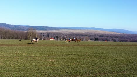 Pferde,-Die-Auf-Einem-Grasbewachsenen-Großen-Feld-Laufen---Luftaufnahme