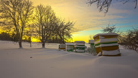 Zeitraffer-Des-Sonnenuntergangs-Hinter-Bäumen-In-Schneelandschaft-Mit-Bienenstöcken