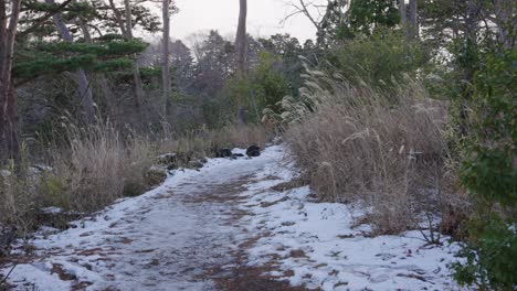 Snowy-path-through-wilderness,-Miyagi,-Japan
