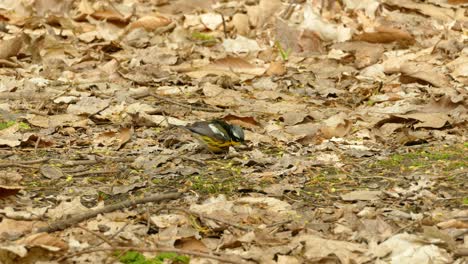 A-Magnolia-Warbler-Migratory-Bird-Feeding-On-The-Ground-On-A-Sunny-Day-With-Fallen-Dried-Leaves-And-Branches-Surrounding-The-Area--Static