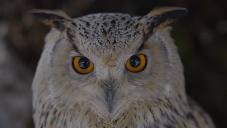 Close-up-of-an-owl-face-in-slow-motion-with-detail-and-colorful-eyes,-beak,-and-feathers