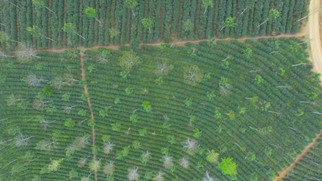 Spectacular-aerial-view-with-drone-of-the-coffee-harvest-in-Huatusco,-Veracruz