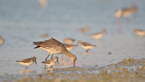 Godwit-wandering-for-food-in-the-muddy-marsh-land-at-low-tide---Bahrain