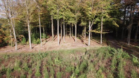 Zoom-Out-View-Of-Danish-Beech-Forest,-Denmark-Beech-Wood---Dolly-Shot