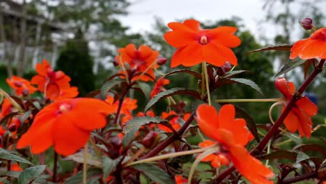 Orange-flower,-Impatiens-or-Impatiens-walleriana-in-the-garden-swaying-in-the-wind