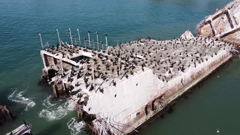 Colony-of-California-cormorant-birds-sitting-on-sunken-concrete-ship-SS-Palo-Alto
