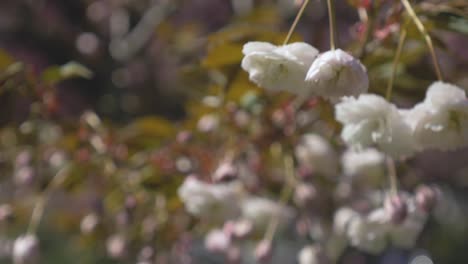 Weiße-Kirschblüte,-Die-Von-Einem-Baum-Herabhängt,-Der-An-Einem-Wunderschönen-Hellblauen-Tag-In-Vancouver-Bc-Im-Wind-Weht