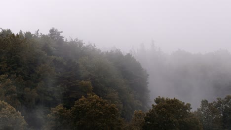 Niebla-En-Los-árboles-Creando-Una-Escena-Dramática-Después-De-La-Lluvia