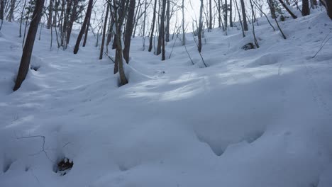 Schneebedeckter-Wald,-Tiefe-Drifts-Mitten-Im-Japanischen-Winter-4k