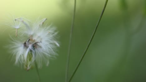 Wilde-Weiße-Blumen,-Die-Sich-Im-Wind-Bewegen